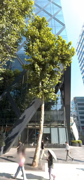 tree photo