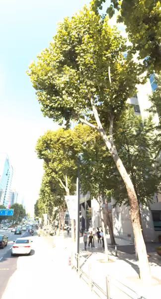 tree photo