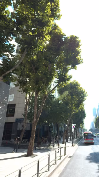 tree photo