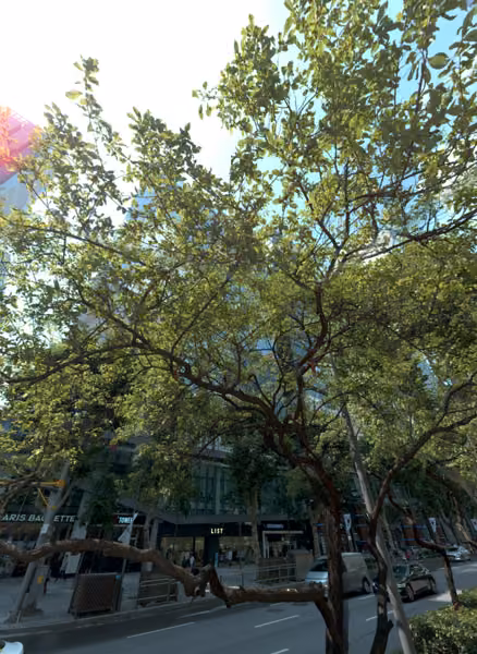 tree photo
