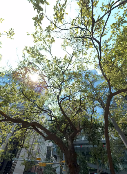 tree photo