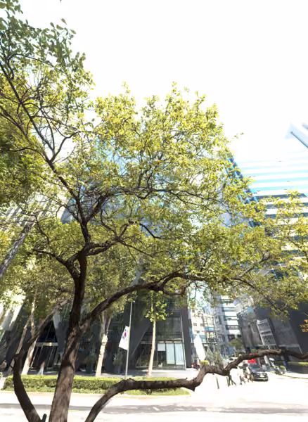 tree photo