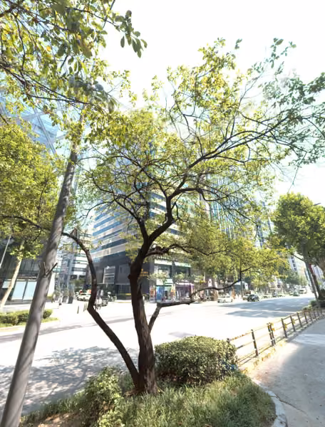 tree photo