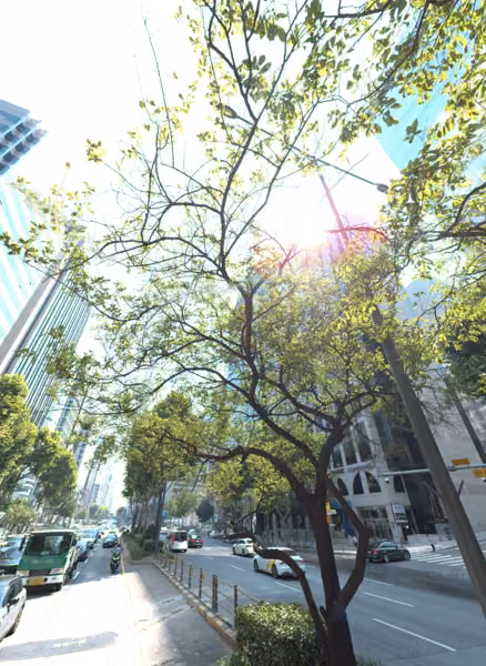 tree photo