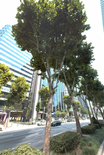 tree photo