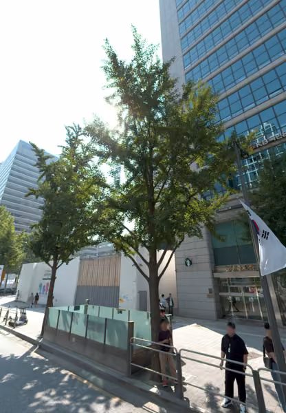 tree photo