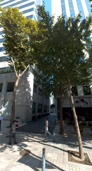 tree photo