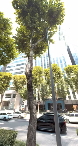 tree photo