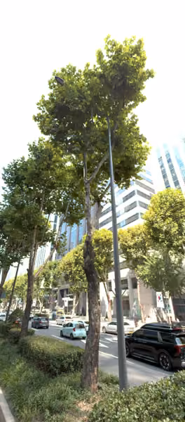 tree photo