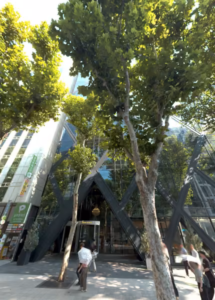 tree photo