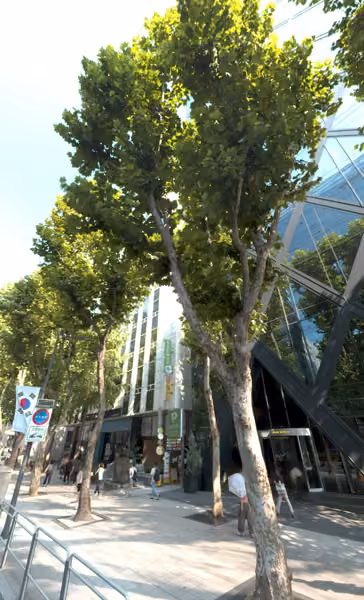 tree photo
