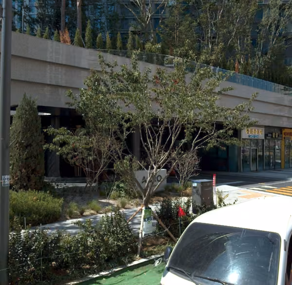 tree photo