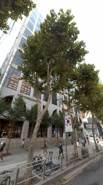 tree photo