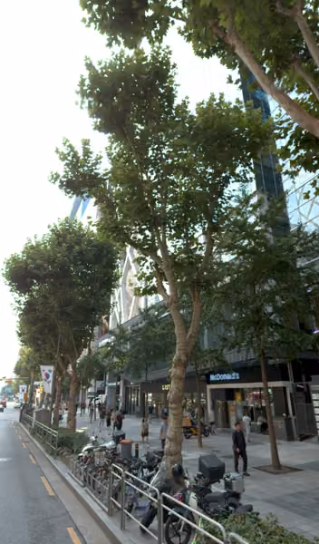tree photo