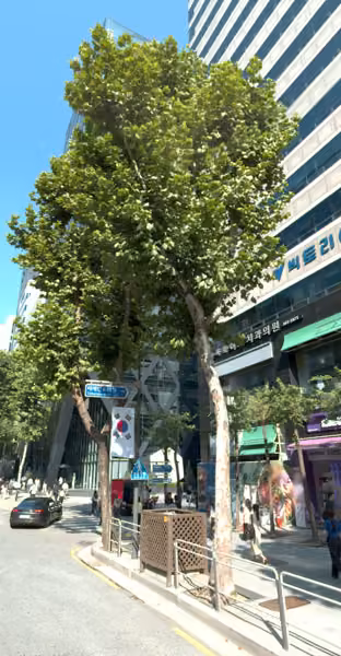 tree photo