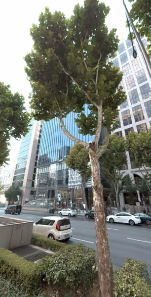 tree photo