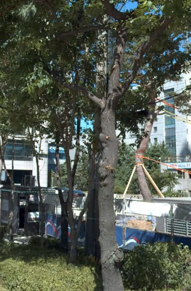 tree photo