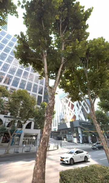 tree photo