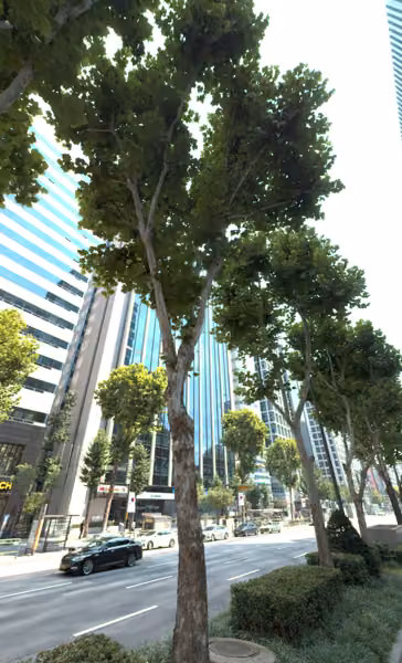 tree photo