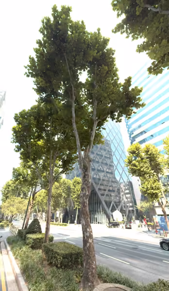 tree photo