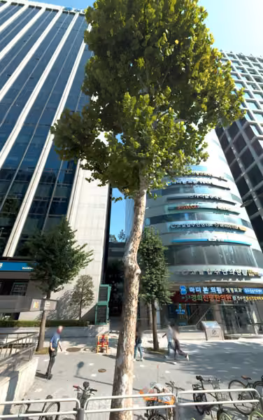 tree photo