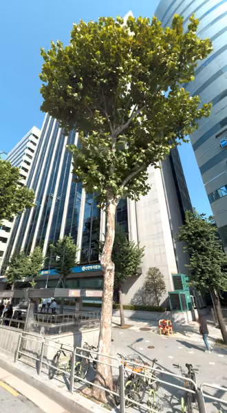 tree photo