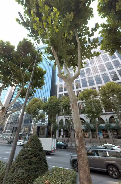 tree photo