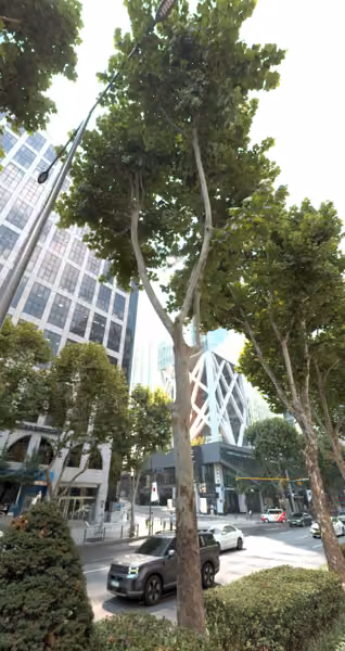 tree photo