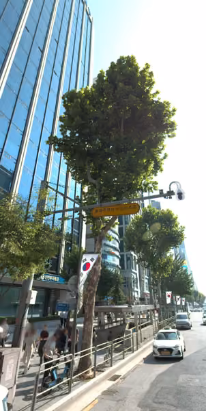 tree photo