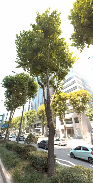 tree photo