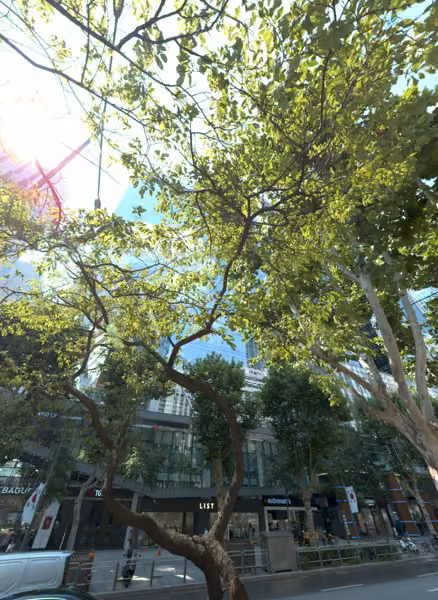 tree photo