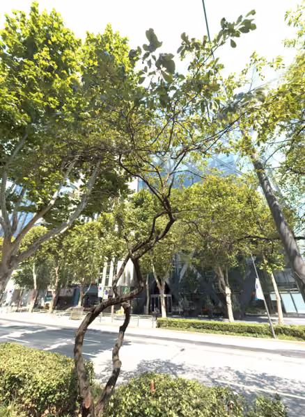 tree photo