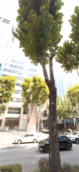 tree photo