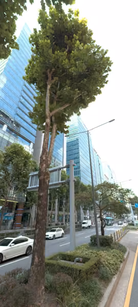 tree photo