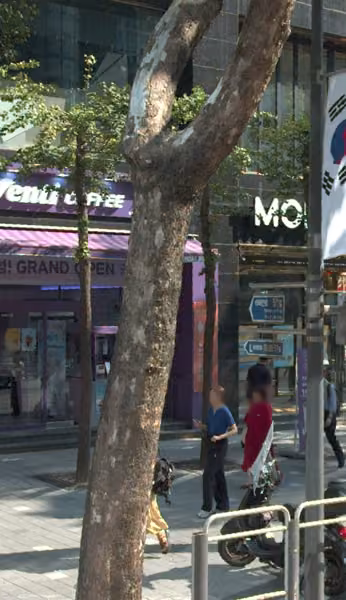 tree photo