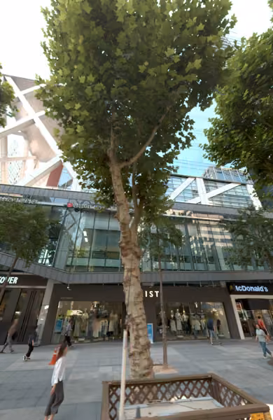 tree photo