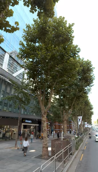 tree photo