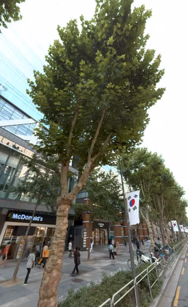 tree photo