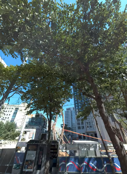 tree photo
