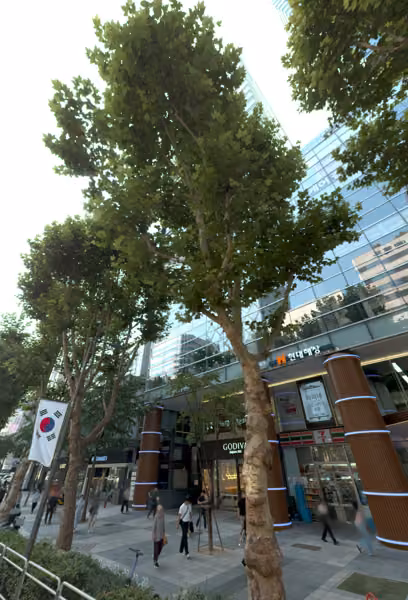 tree photo