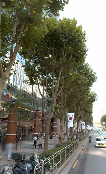tree photo