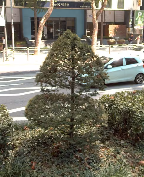 tree photo