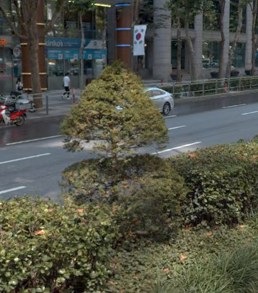 tree photo
