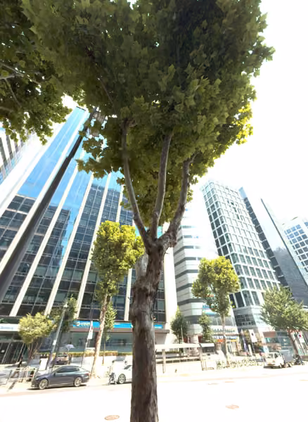 tree photo