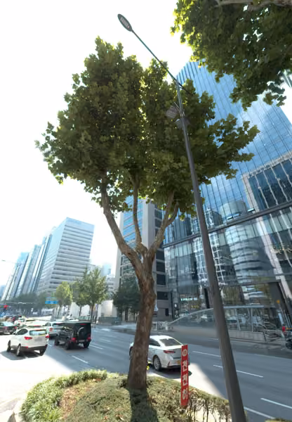 tree photo