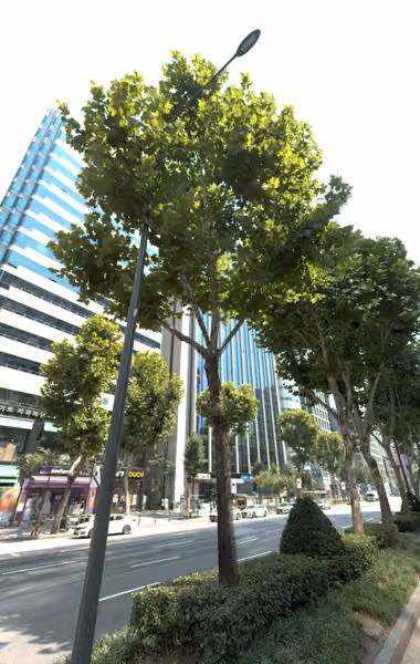tree photo