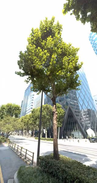 tree photo