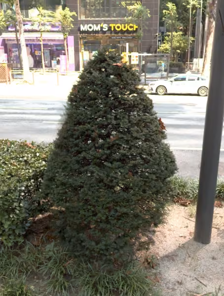 tree photo