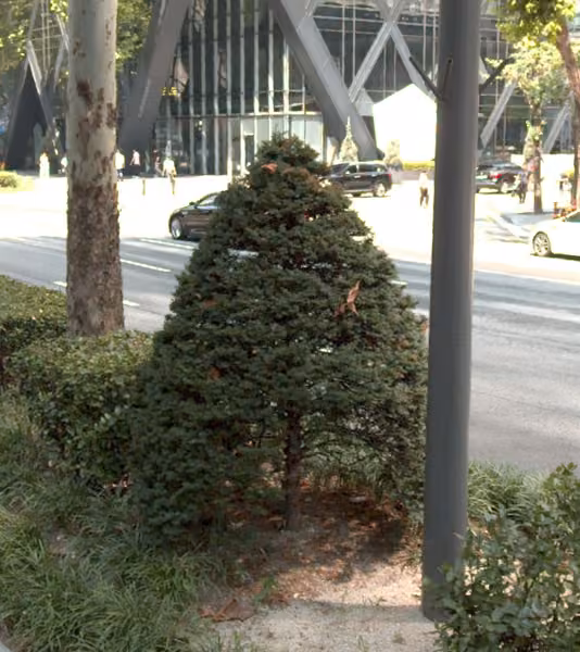 tree photo