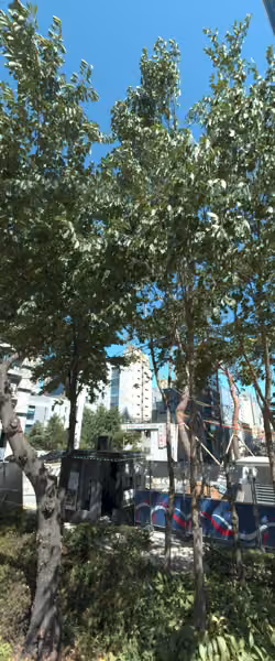 tree photo